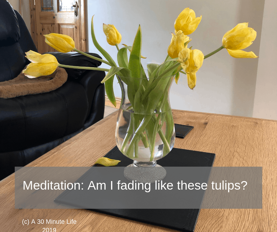 Meditation: Am I fading like these tulips?